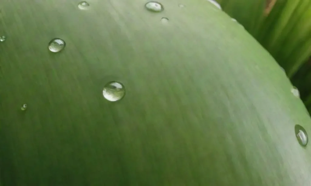 Un medio coco vibrante rodeado de hojas verdes y burbujas