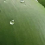 Un medio coco vibrante rodeado de hojas verdes y burbujas
